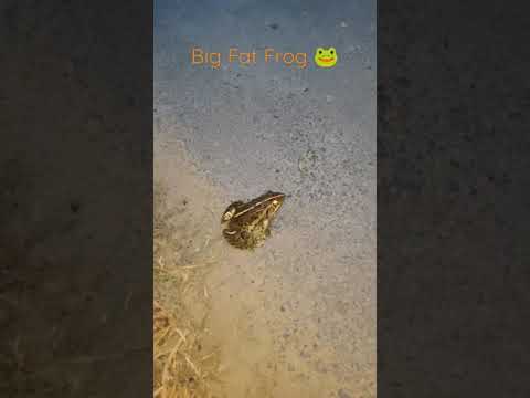 Big Fatty Frog 🐸 | #nature