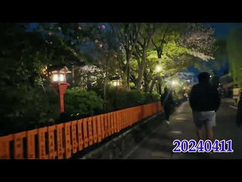 祇園白川夜櫻20240411