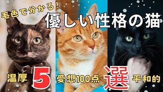 毛色で分かる！優しい性格の猫TOP5【ランキング】