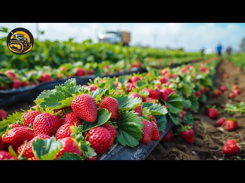 How To Grow Strawberry For Farm And Meal - Agriculture with Grand Machine