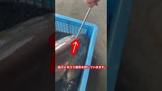 さすがプロの技…巨大クエを脳天〆してみた！#short #fish #魚