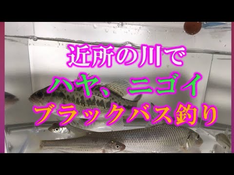 【釣り】近所の川でハヤ、オイカワ、ニゴイ、ブラックバス【特定外来生物は処分済】釣り！簡単仕掛けで楽釣