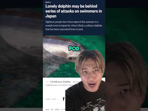 Japanese swimmers are being attacked by a dolphin