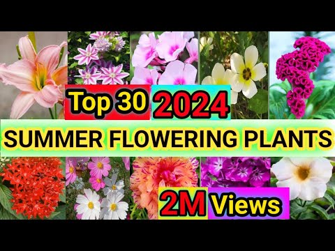 30 Summer Flower Plants | Flower Plants for Summer Blooming | Summer Flowers | Plant and Planting