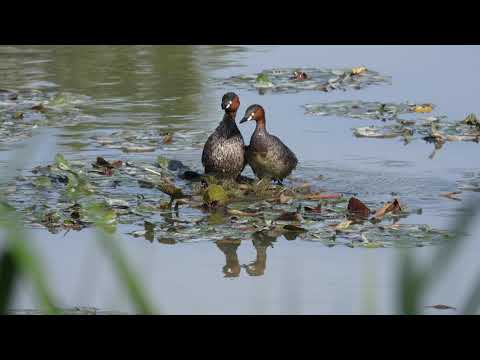 The little grebes are getting ready to become parents.