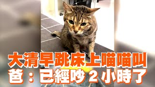 虎斑貓大清早跳床上喵喵叫　爸：已經吵２小時了！｜寵物動物｜貓咪｜精選影片