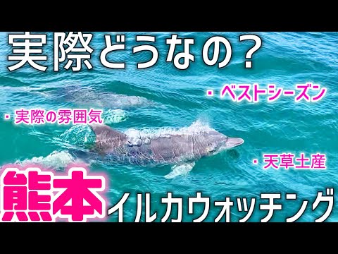 そんな簡単に日本で野生イルカが観れるわけない【熊本Vlog】天草、イルカウォッチング、熊本土産、あか巻｜Japan, Kyushu, Kumamoto, Amakusa