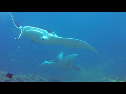 DIVING WITH RAYS AROUND THE WORLD