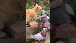 Billi vs Kabutar🔥😈 Gola Kabutar 😱 #fancypigeons #farm #kabootar #pigeon #racing