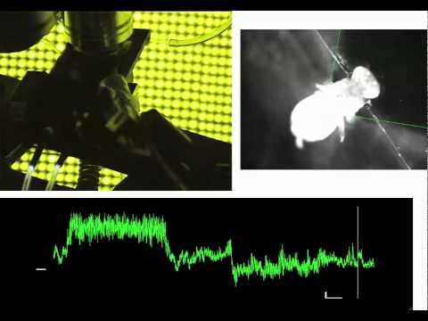 Brain recording from flying fruit fly