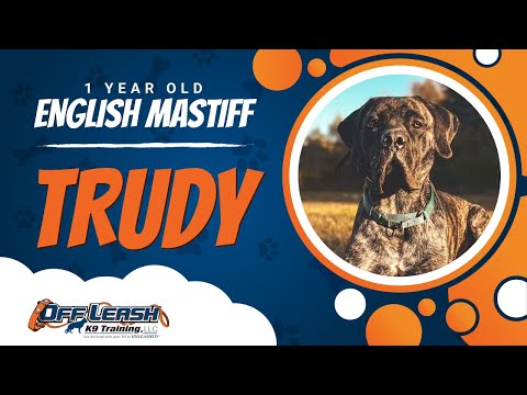 English Mastiff, 1 Year Old, Trudy | Best Dog Trainers Northern VA | Off Leash K9