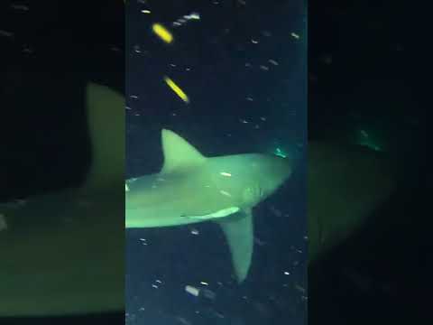 Shark Diving at Night | XELA Adventures #shorts #shark #freediving #florida #ocean #nature