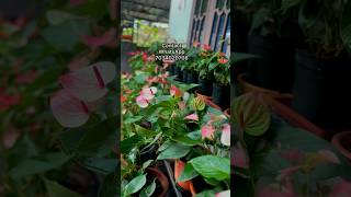 ചെടികൾ സെറ്റാകാം /Gardening Malayalam/indoor plants fertilizer/Zain World