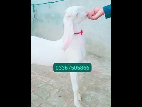 #saleupdate  golabi nasal #pet bakra asa k dill khos ho jae subscribe chanel asa or cheeze k liya