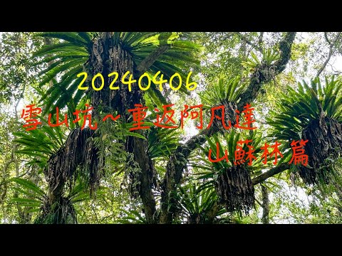 萬ㄟeye台灣20240406雪山坑～重返阿凡達山蘇林篇   4K