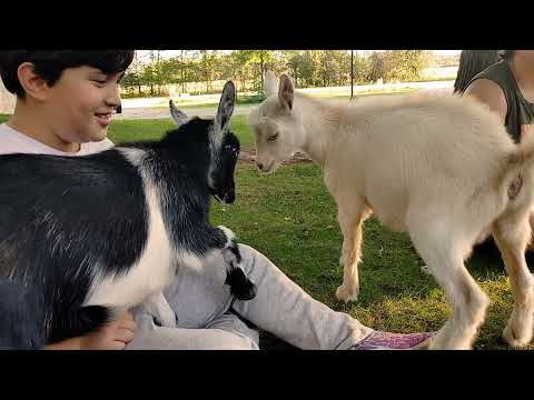 Girls and Goats