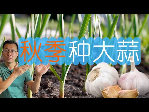 7分钟学会秋季种大蒜：选种，播种，出苗，满满都是干货，种大蒜必看！