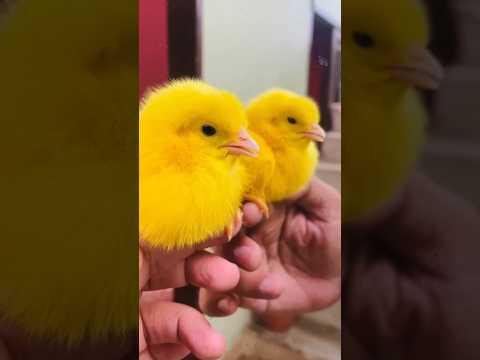 Smallest Cutie chicks sound - Baby hen color chirping #birds #wildlife #shorts