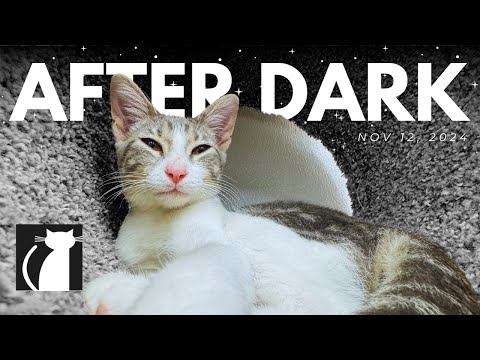 The Cattery AFTER DARK! Nov 12|  Richard Co-host