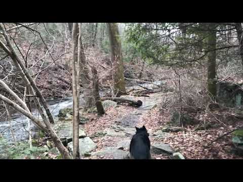 Off-Leash Hiking with our German Shepherd at Black River Ep153