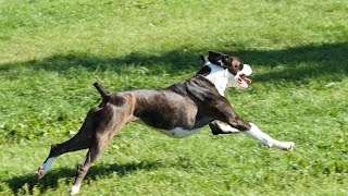 Boxer Dog and Canine Mental Enrichment Toys Stimulating Play