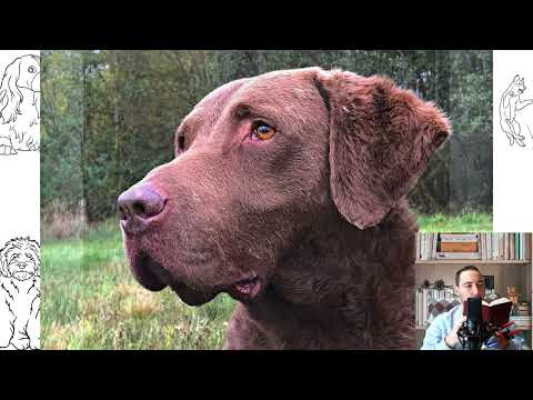 Chesapeake Bay Retriever. Pros and cons, price, how to choose, facts, care, history