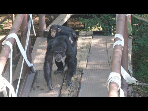 I would be happy if this becomes the standard for chimpanzees.　Kumamoto City Zoo Chimpanzee 202411