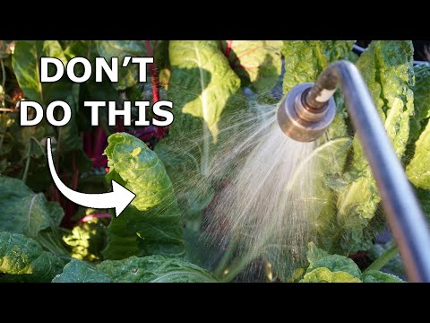 AVOID These Top 5 Watering Mistakes