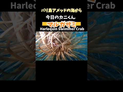 [ #マルガザミ ] #スナイソギンチャク に住む #カニ    Harlequin Swimmer #Crab amed #bali #shorts