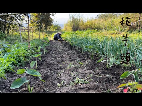 2024春耕之㈠【檳榔心芋頭】芋頭栽苗後有兩種情況