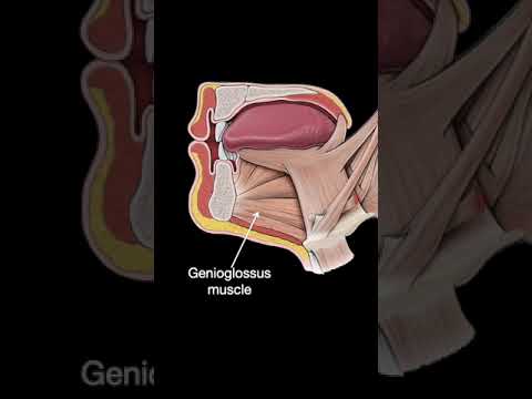 Hypoglossal nucleus #shorts  #science #anatomy #doctor