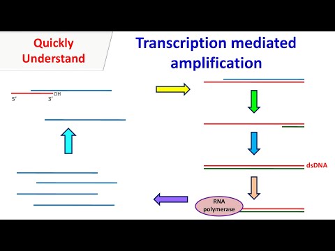 Transcription Mediated Amplification | Nucleic Acid Sequence Based Amplification