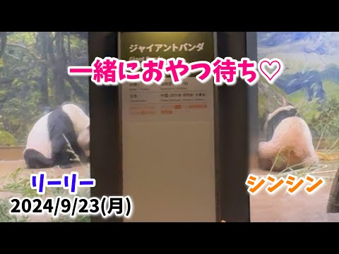 【一緒におやつを待つ🍪リーリー＆シンシン🐼】〜2024/9/23(月)上野動物園〜