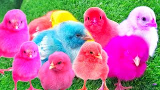 World Cute Chickens, Colorful Chickens, Rainbows Chickens Cute Ducks, Cat, Rabbits Cute part 100