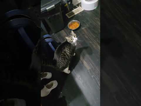 @shunt71: Tigger wanting fresh food #cat #kitty #kitten