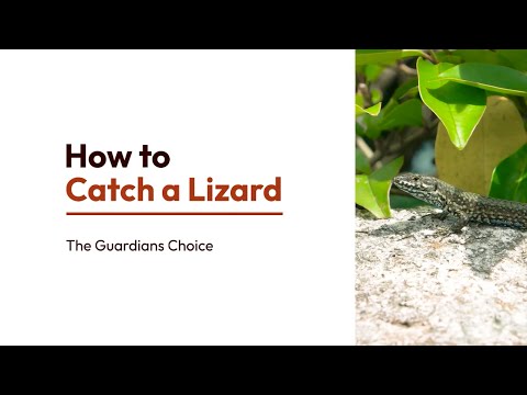 How to Catch a Lizard | 16 Simple Tips | The Guardian's Choice