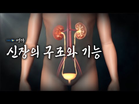 [명의 의학백과📖] 신장의 구조와 기능