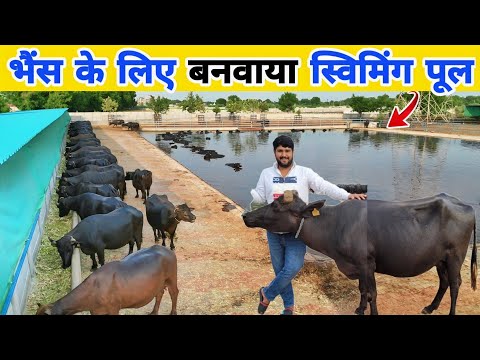 200 गाय और भैंस का हाईटेक फॉर्म | Buffalo Farm | Dairy farming