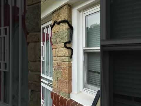 HUGE Black Snake trying to BREAK INTO my house #snake #snakevideo  #snaketoilet #nature #blacksnake