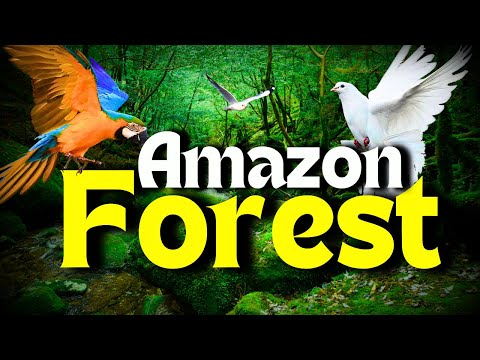 Amazon Forest | Largest Tropical Rainforest in the World | Creative Nature Relaxation Jungle Sounds