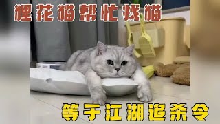 猫丢了，千万别让狸花猫帮忙找，那等于是发布了江湖追杀令！