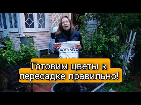 Готовим цветы к ПМЖ на подоконнике в зимний период | Как пересадить цветы правильно