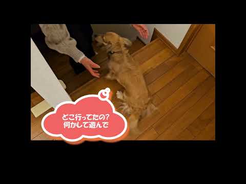 第30回お姉ちゃん待ってたよ～  #shorts   #カニンヘンダックス  #ダックスフンド  #子犬  #ミニチュアダックス  #犬のいる暮らし #ペット動画 #cutedog   #dog #犬