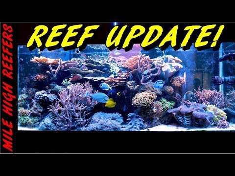 Palythoa Poisoning, New Gyre Pump and Reef Update 8-29-17