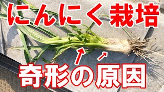 にんにくの奇形の原因と対策