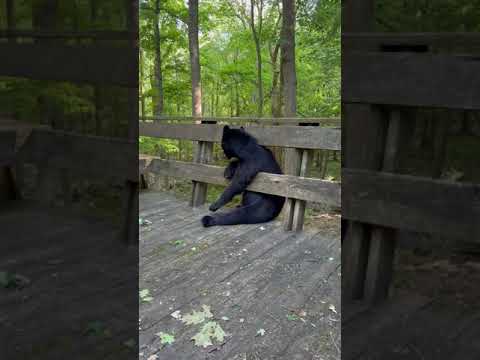 Bear Climbs On Porch And Gives Woman Company