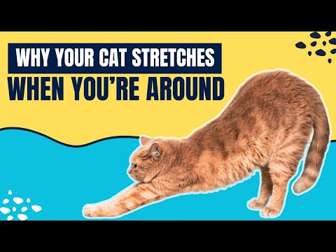 Why Does My Cat Always Stretch When She Sees Me (You Won’t Believe It!)