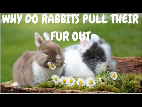 Why Do Rabbits Pull Their Fur Out