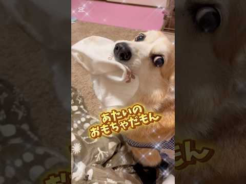 酔っ払い飼い主VSぱんちゃん🐶靴下🧦で争う〜😂#いぬ#コーギー #犬動画 #いぬのいる生活 #わんこ動画 #わんこ #わんこがいる生活 #いぬとの暮らし #酔っ払い #犬好き #コーギーと一緒