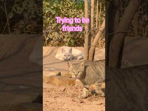 Trying to be friends #catshorts #catcompilation #catvideos